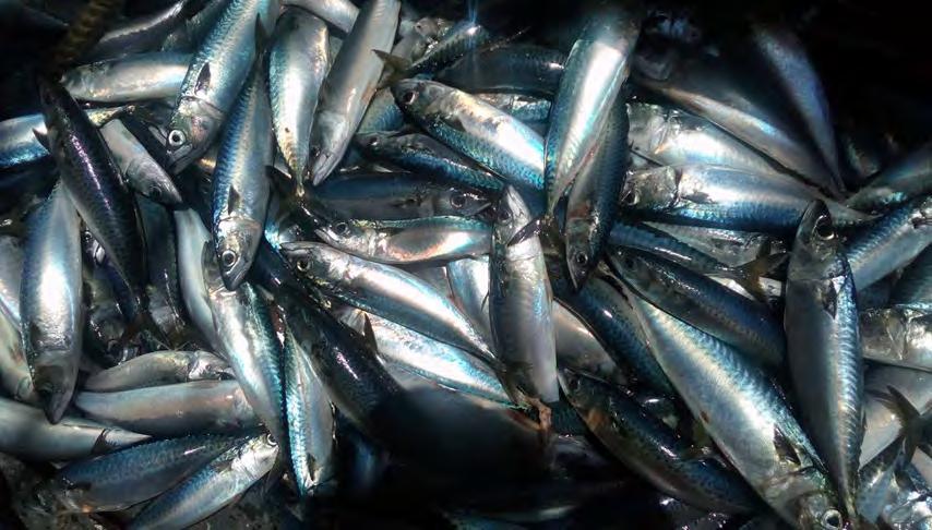 IZE TRUCTURE BAED AOCIATION BETWEEN ANCHOVETA AND OTHER PELAGIC REOURCE IN PERU