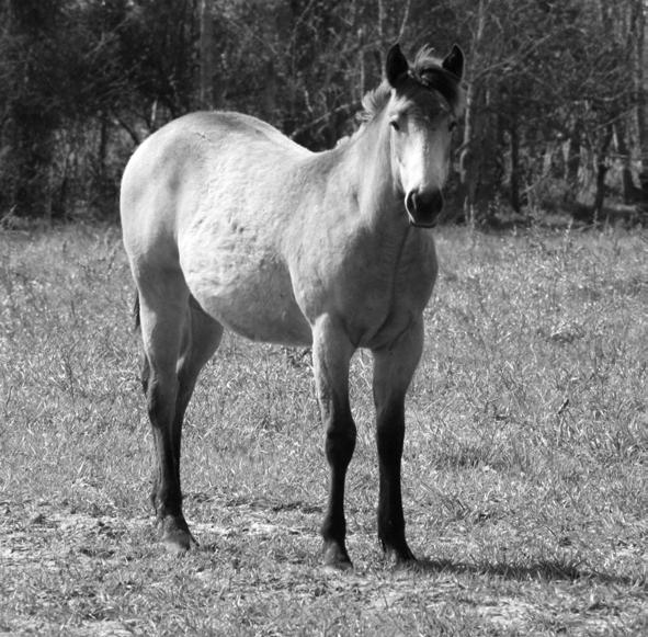Lot 18 Consigned by Lawton Performance Horses NAME PENDING Pumpkin Buckskin Mare 2007 NAME PENDING Dos Flip Okellys Imprint Chon Grulla Brown Flip Imprints Son Deck Wilcar s Mue Flip 2 Black Chona 3