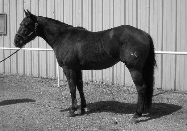 Lot 28 Consigned by Cross Tie Ranch NU PEPTO CT Bay Gelding April 20, 2005 NU PEPTO CT Doc Dual Pepto Nu Delta Peptoboonsmal Miss Dual Doc Delta Flyer Nu Missy Peppy San Badger Royal Blue Boon Doc s