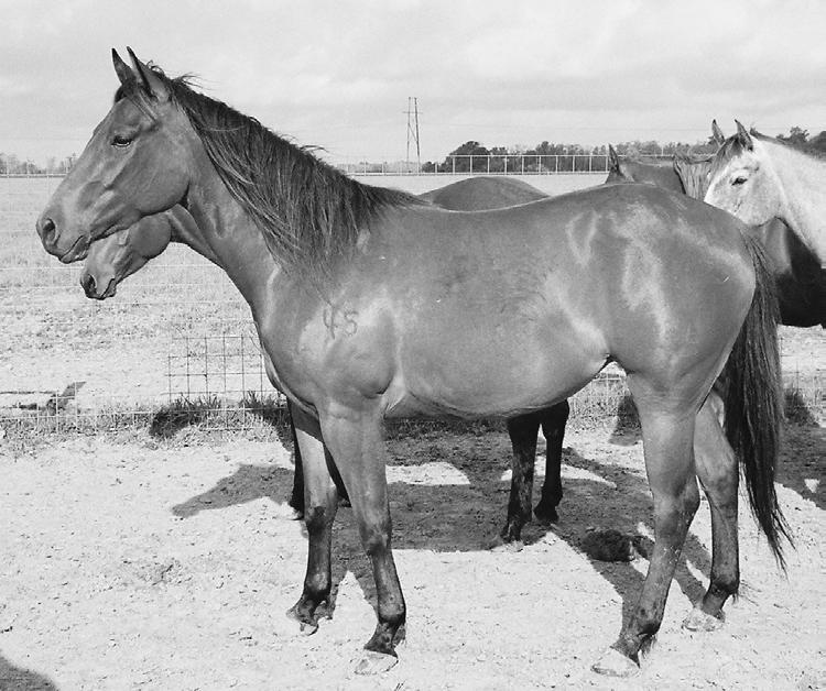 Lot 39 Consigned by Lawton Performance Horses LOOKING FOR A RING Bay Mare March 20, 2005 LOOKING FOR A RING Dos Flip Waggoners Saren Chon Grulla Brown Flip Cecil Waggoner Wimpy s Star Queen Flip 2