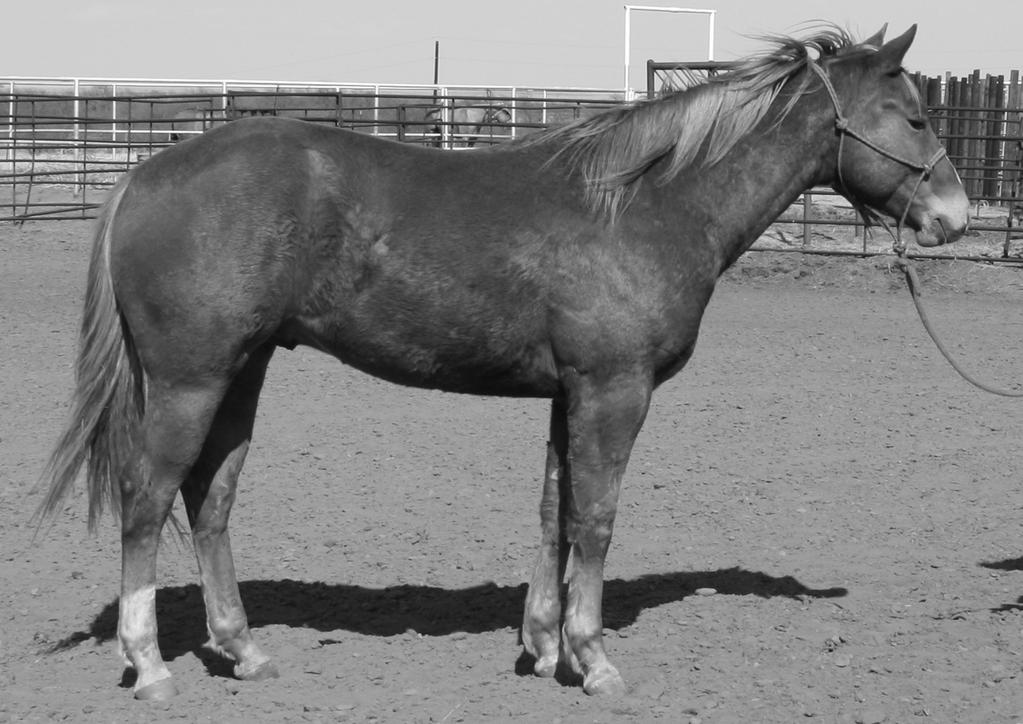 Lot 5 Consigned by Jeffcoat Quarter Horses CODY JACSPIN Chestnut Stallion March 22, 2006 CODY JACSPIN Jacspin Lenas Chex Candy Jacs Little Pine Miss Teepe Glo Lenas Lexis Chex Top Rated Hollywood Jac