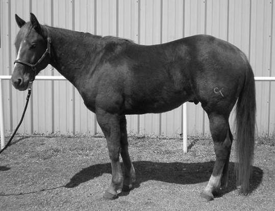 Lot 8 Consigned by Cross Tie Ranch REBEL REY CT Sorrell Gelding May 7, 2005 REBEL REY CT Colonel Rey Lena Bar Bell Lynx Doc O Lena Christy Jay Doc s Lynx Bar Bell Katie Doc Bar Poco Lena Rey Jay