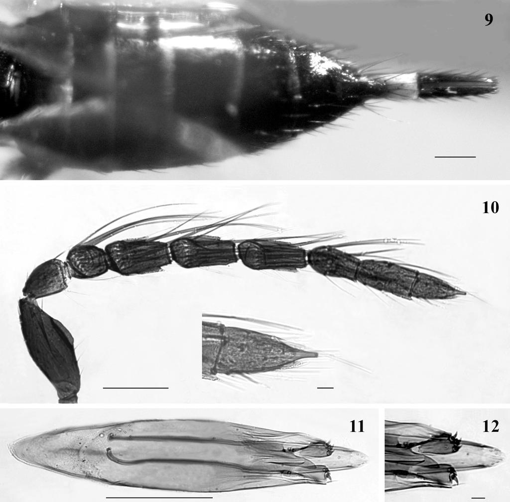 description of STEPAnOviA sp. N. 353 Figs 9-12 Stepanovia rosae sp. n. (9) dorsal view of gaster (holotype). (10) Male antenna. (11) Male genitalia. (12) Paramere, digitus and aedeagus.