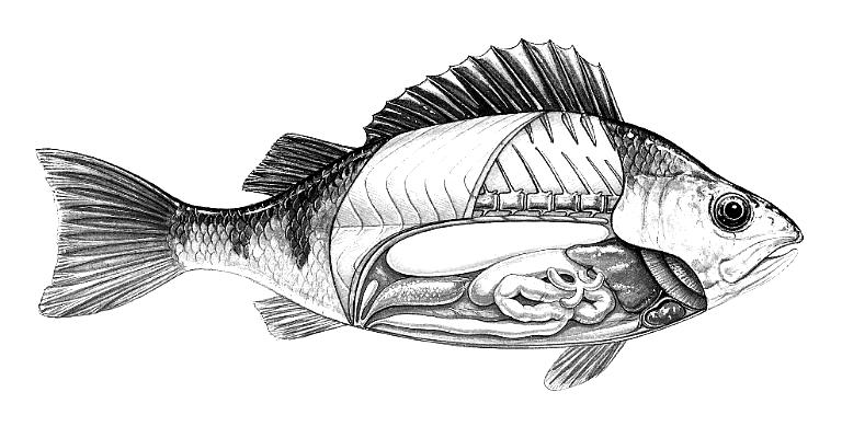 Name Fish Internal Anatomy! Internal = inside! Anatomy = structure of an animal or plant part next to the arrow.