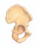 In the fossil, the opening was located on the bottom of the skull, as it is in humans but not in apes. Because of this feature, Dart proposed that the organism had walked upright.