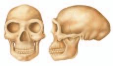 Figure 16.11 The average brain volume of Homo habilis was 600 to 700 cm 3, smaller than the average 1350 cm 3 volume of modern humans, but larger than the 400 to 500 cm 3 volume of australopithecines.