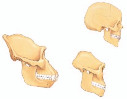 Problem How do skulls of primates provide evidence for human evolution? Objectives In this BioLab, you will: Determine how paleoanthropologists study early human ancestors.