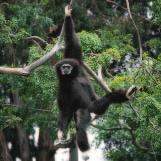 Critical Thinking Why would binocular vision be an adaptive advantage for primates? Gibbon B Vision Vision is the dominant sense in a primate.