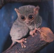 This group consists of tarsiers and the anthropoids (AN thruh poydz), the humanlike primates.