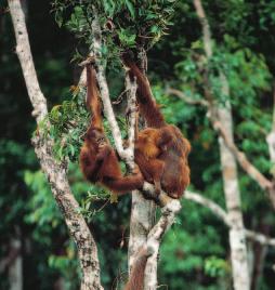 A Figure 16.7 Modern apes are diverse, and fossils indicate that ancient apes were even more diverse. Orangutans are arboreal apes that live in the forests of Borneo and Sumatra (A).