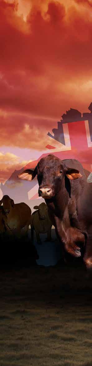 Beef Australia Landmark Stud Cattle Committee 2018 Russell Hughes (Chair) 0418 156 699 russellhughes@ozemail.com.au Brett Kirk 0427 128 174 brett.kirk@bigpond.