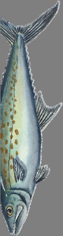 Spanish Mackerel Family Scombridae, MACKERELS & TUNAS, Scomberomorous maculatus Description: color of back green, shading to silver on sides, golden yellow irregular spots above and below lateral