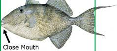 Bluefish, Rudderfish, King Mackerel, Hog Fish,