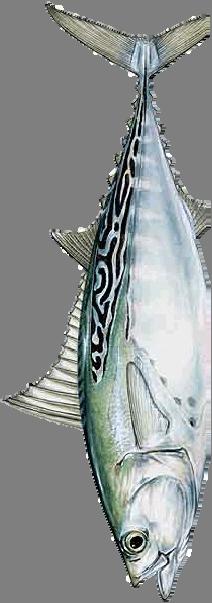 Bonita Family: Euthynnus alletteratus, little tuna, false albacore Description: Wavy lines on back and spots