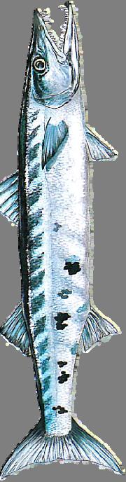 Barracuda Family: Sphyraenidae, Sphyraena Barracuda Description: Elongated body with narrow head and pointed lower jaw bearing large teeth.