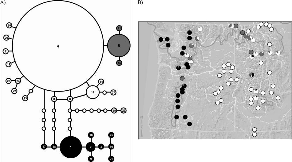 CONSERVATION GENETICS OF BULL TROUT 513 FIGURE 2. (A) Statistical parsimony network for the 27 bull trout and 2 Dolly Varden ND-1+ haplotypes observed in this study.