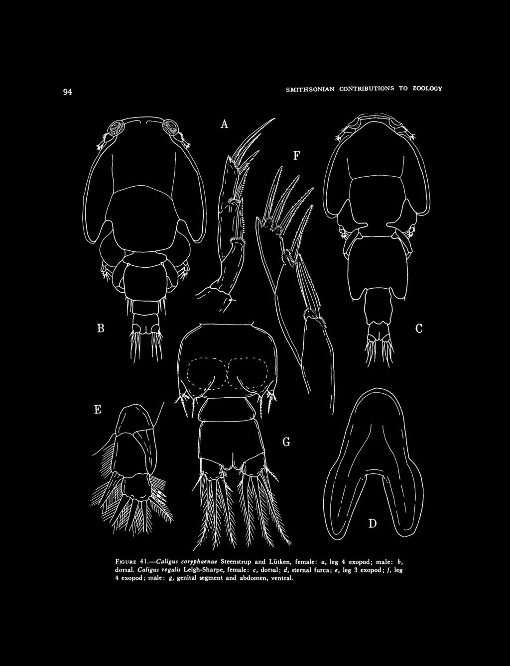 94 SMITHSONIAN CONTRIBUTIONS TO ZOOLOGY FIGURE 41. Caligus coryphaenae Steenstrup and Lutken, female: a, leg 4 exopod; male: b, dorsal.