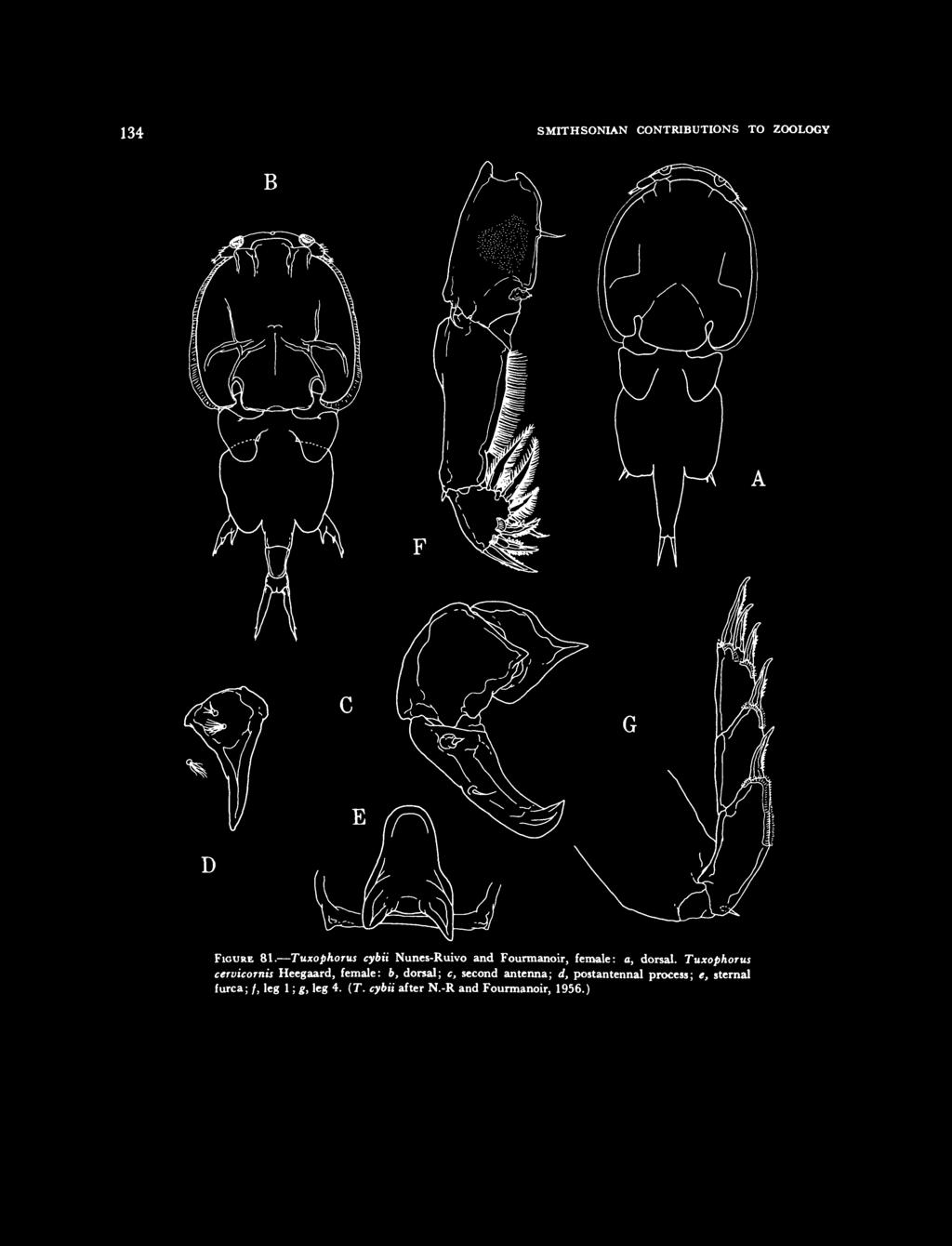 134 SMITHSONIAN CONTRIBUTIONS TO ZOOLOGY B D FIGURE 81. Tuxophorus cybii Nunes-Ruivo and Fourmanoir, female: a, dorsal.