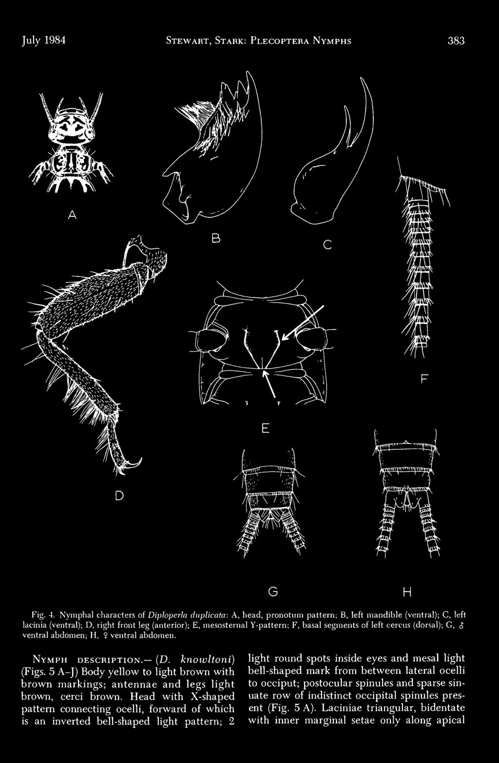segments of left cercus (dorsal); G, <5 ventral abdomen; H,? ventral abdomen. Nymph description. (D. knowltoni) (Figs.