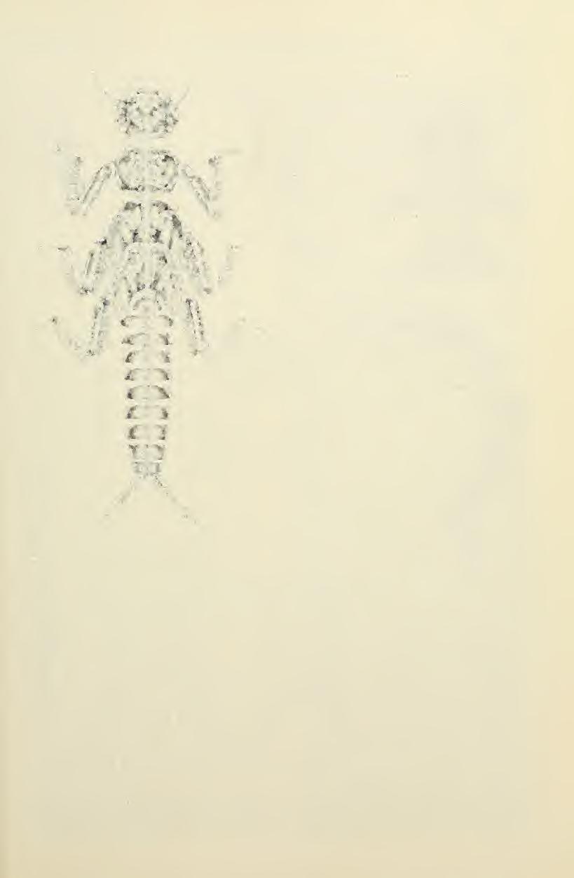 July 1984 Stewart, Stark: Plecoptera Nymphs 387 Helopicus Ricker iiv^ -\ /J^- Fig. 6L. Frisonia pictipes: nymph habitus; scale line = 2 mm.
