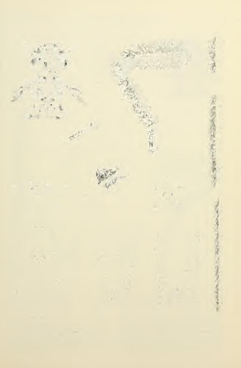 July 1984 Stewart, Stark: Plecoptera Nymphs 397 Fig. 12.