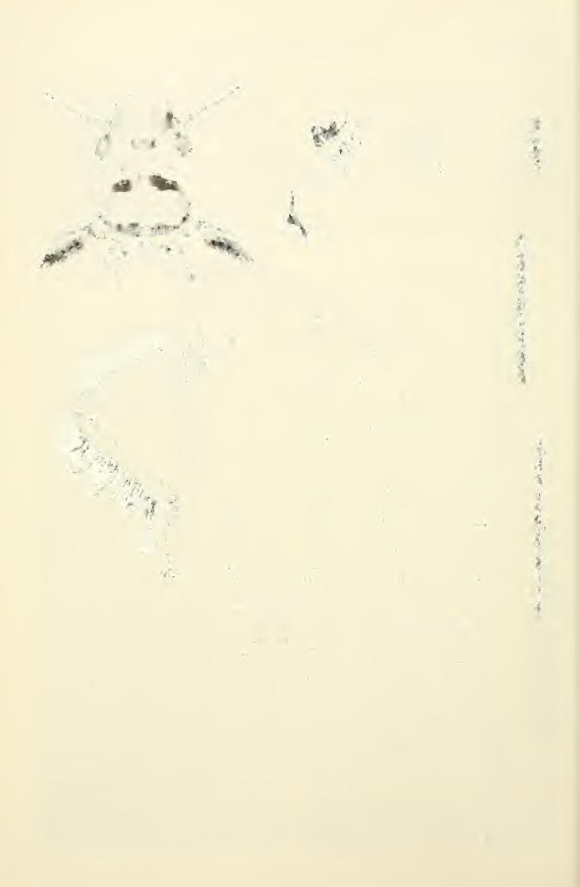 402 Great Basin Naturalist Vol. 44, No. 3 H Fig. 15.