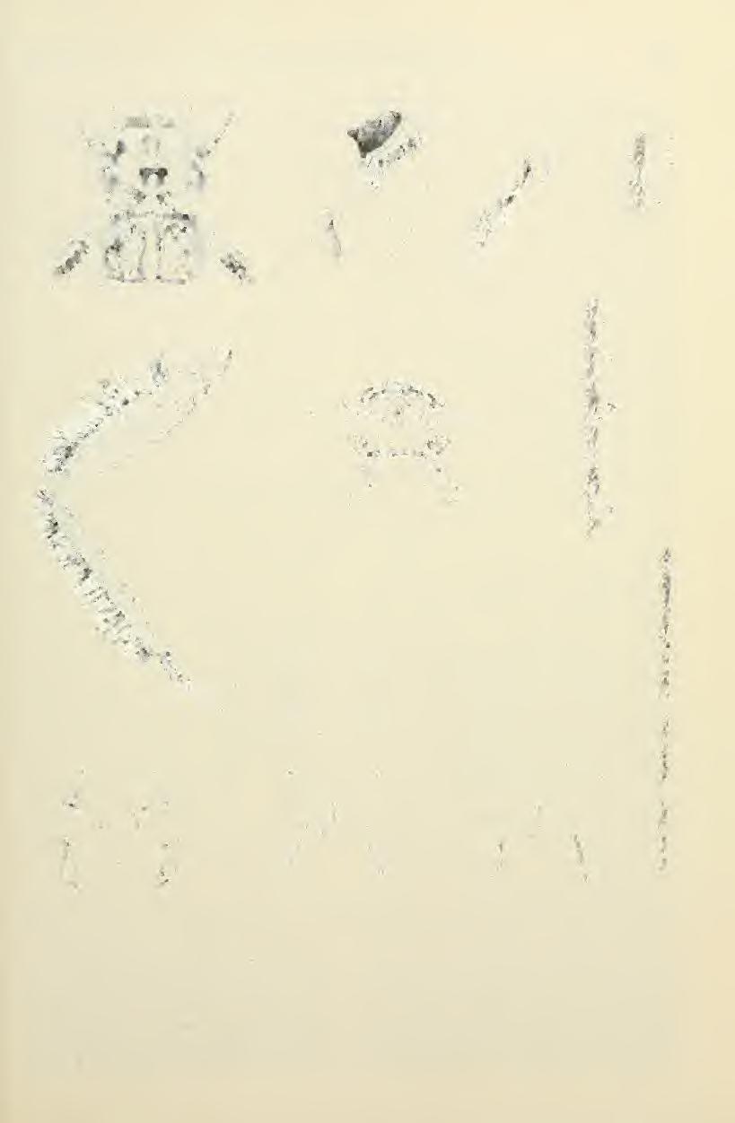 July 1984 Stewart, Stark: Plecoptera Nymphs 411 F Fig. 21.