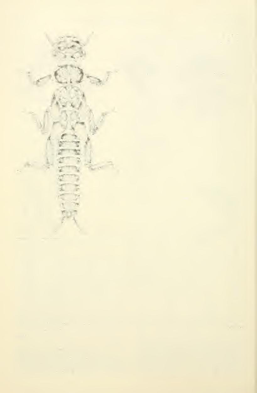 380 Great Basin Naturalist Vol. 44, No. 3 Fig. 2K. Chernokrihis misnomtis: nvmph habitus; scale line = 2 mm.