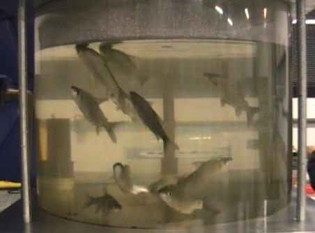 Barotrauma Methodology Physostomous species (curimba, P. lineatus) 10-15 fish per trial (N=50 per treatment) Four treatments: Control (no decompression) 0.5 bar 1.0 bar 1.