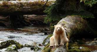 Great Bear Rainforest What an extraordinary trip!