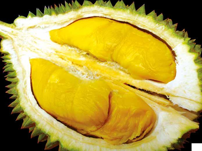 Durian Shiok! MAO SHAN WANG & Shopping trip to Johor Bahru Saturday, 23 July 2016 Back by popular demand BOOK NOW! Durian lovers, this is one trip you cannot miss!