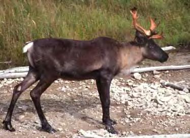 There are differences in the size, shape and colour of moose, white-tailed deer, elk and caribou.