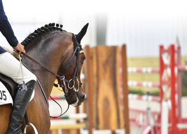 Equestrians are loyal: 86% are more likely to buy products and services