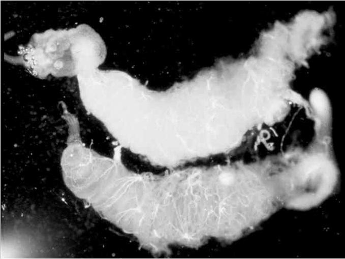 through vegetative stages Spores released when host cells burst Spores
