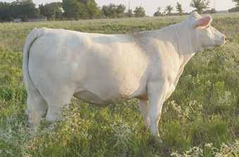 MISS HCR MAC 2308 BCR POLLED UNLIMITED 003 PP MISS SHANDY 214 R194 VCR SIR DUKE 914 PLD WCR MISS T 1371 M6 FUNCTION 169 PET SVR MS MARK 006P 4.2 0.6 19 36 17 3.3 27 0.5 10 0.42-0.002-0.04 179.