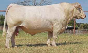 Dam is a paternal sib to M6 s great performance sire, M6 Cool Rep 8108 ET. Performance is what gives Charolais edge in commercial world and this cow is loaded with performance.