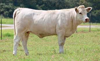 IMPRESSIVE 7148 P ET M6 GRID MAKER 104 PET SC HALLIE 176P TW POWER TRACK V280 ET W4F GULF BREEZE - 237 P 4.7-1.8 22 44 3 4.1 15 0.9 Very feminine heifer with great calving ease genetics.