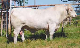 This sharp heifer traces to 5J Cigarro 925 donor cow, now owned by Broken Box Ranch, CA., Evelyn Gay Lawton, LA., and Jaguar Builders, Inc, TX. This heifer has pedigree, eye-appeal, and great numbers.