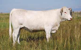 Her dam is a very functional, highly productive President daughter and blended with Spur bull for ultimate productivity.