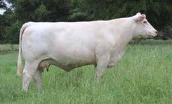 The absolutely gorgeous donor cow G358 was used in Arlitt, Evans, and Mark Jordan herds. She was a fall Pick of DeBruycker herd back when y sold that option.
