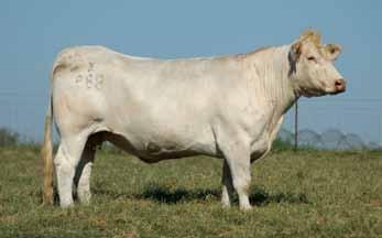 RE Ms president 535 hyde cattle co. 1 RE MS PRESIDENT 535 sale1.20.