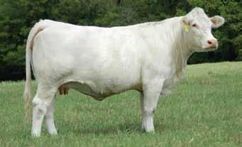 Chancellor was high selling Fall bull in 2013 DeBruycker Bull Sale. 535 created exciting interest in very first President & Reality sale with her abundant quality, size, and eye-appeal.
