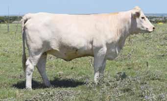 This is Cash 691 s natural calf and it shows her great production ability! Buddy s Charolais weavers cool dot 1475 8 WEAVERS COOL DOT 1475 sale8.17.
