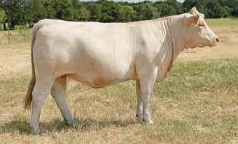 She is also a full sib to Bruce Roy s $15,000 herd sire that has produced best calves ever in his elite herd.