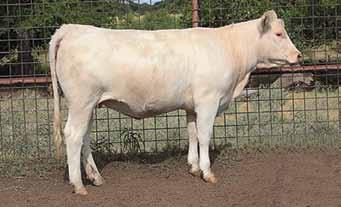 A full sister is in Bill McDavid s herd, SC. Maximo mated to President daughters has worked extremely well! Evans Charolais RE Ms max 694