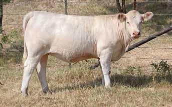 This very thick, powerful heifer is also very feminine, structurally correct, with a great disposition. Very desirable numbers increase her value for future production and profitability.