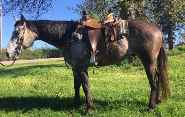 She is an AQHA point earner and NSBA money earner. Ready to go in Western Pleasure, Horsemanship and Showmanship. Sound and Sane. Quiet and easy. Anyone can ride her.
