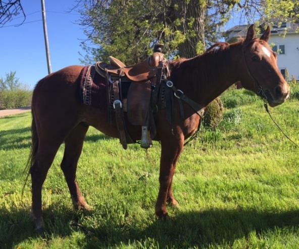 easy, stands good, hauled to Colorado several times. Always kept up to date on trimming, wormer and shots. Foaled a nice paint filly 4 years ago.