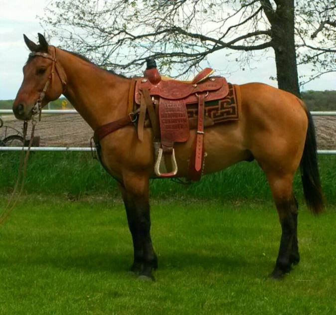 Consigned by Sturdy Performance Horses Lot 9 KR Patriot AQHA July 04, 2009 Dun Gelding More horses by Sale Day. Sale Day horses will not be cataloged.