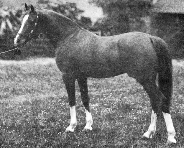 English Crabbet Arabian Stud KEY POINTS D. The English Crabbet Arabian Stud was founded by Wilfred and Lady Anne Blunt of England.